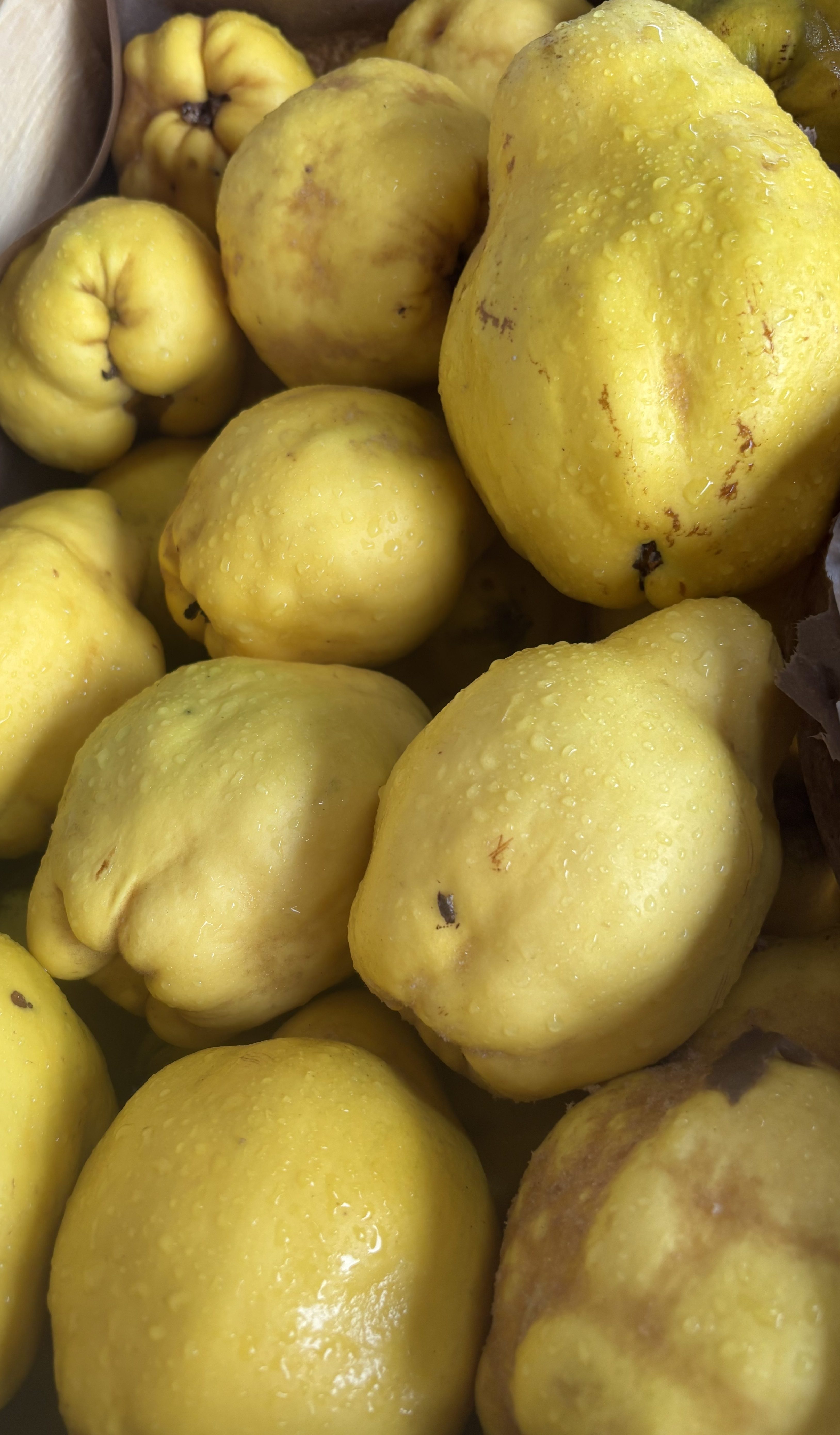 Producteur et expéditeur de coings